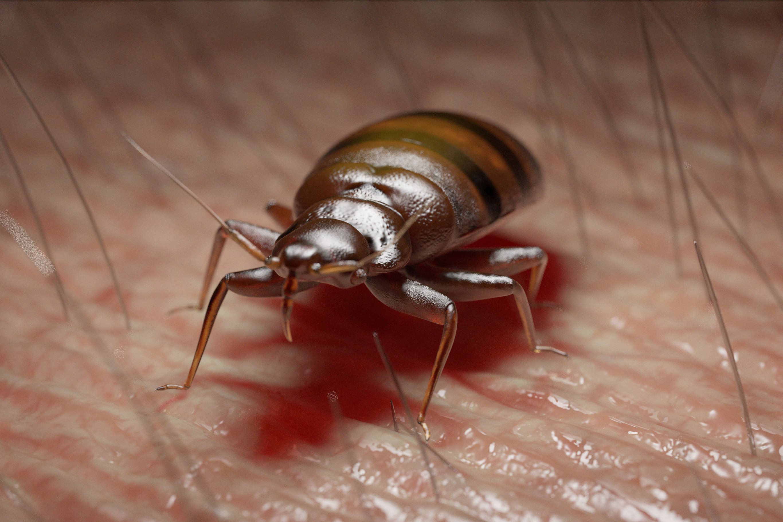 Taking the Bite Out of Bed Bugs