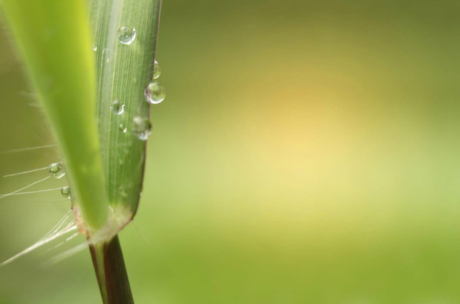 Buffalograss May Bring Relaxation Back to Your Summer