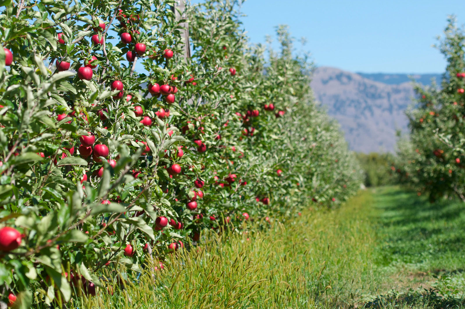 Tailoring Apple Cultivation with Precision - A Global Economic Safeguard
