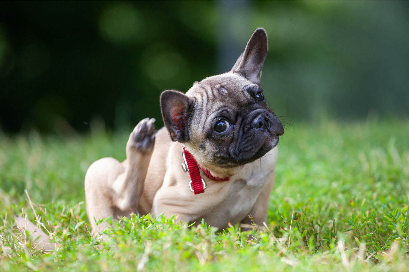 Happy Pets, Happy Hearts: How UW-Madison Research is Easing Pet Itch 