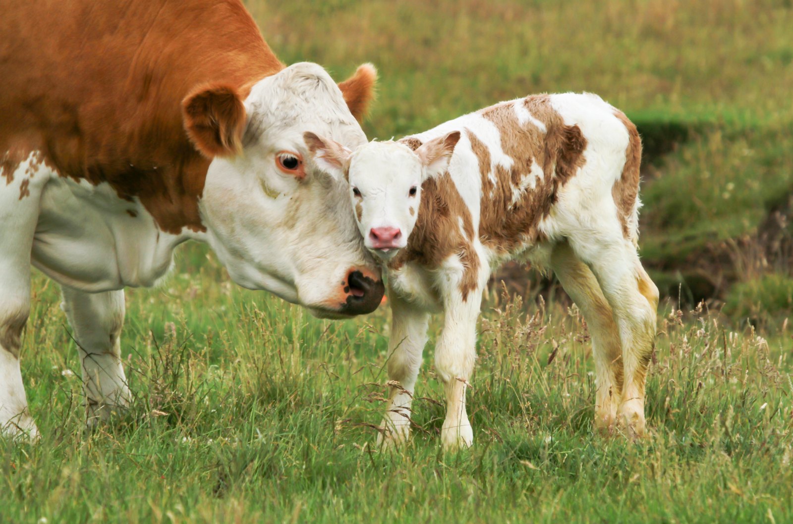 Vaccine Developed to Shield Newborn Calves from Deadly Rotavirus