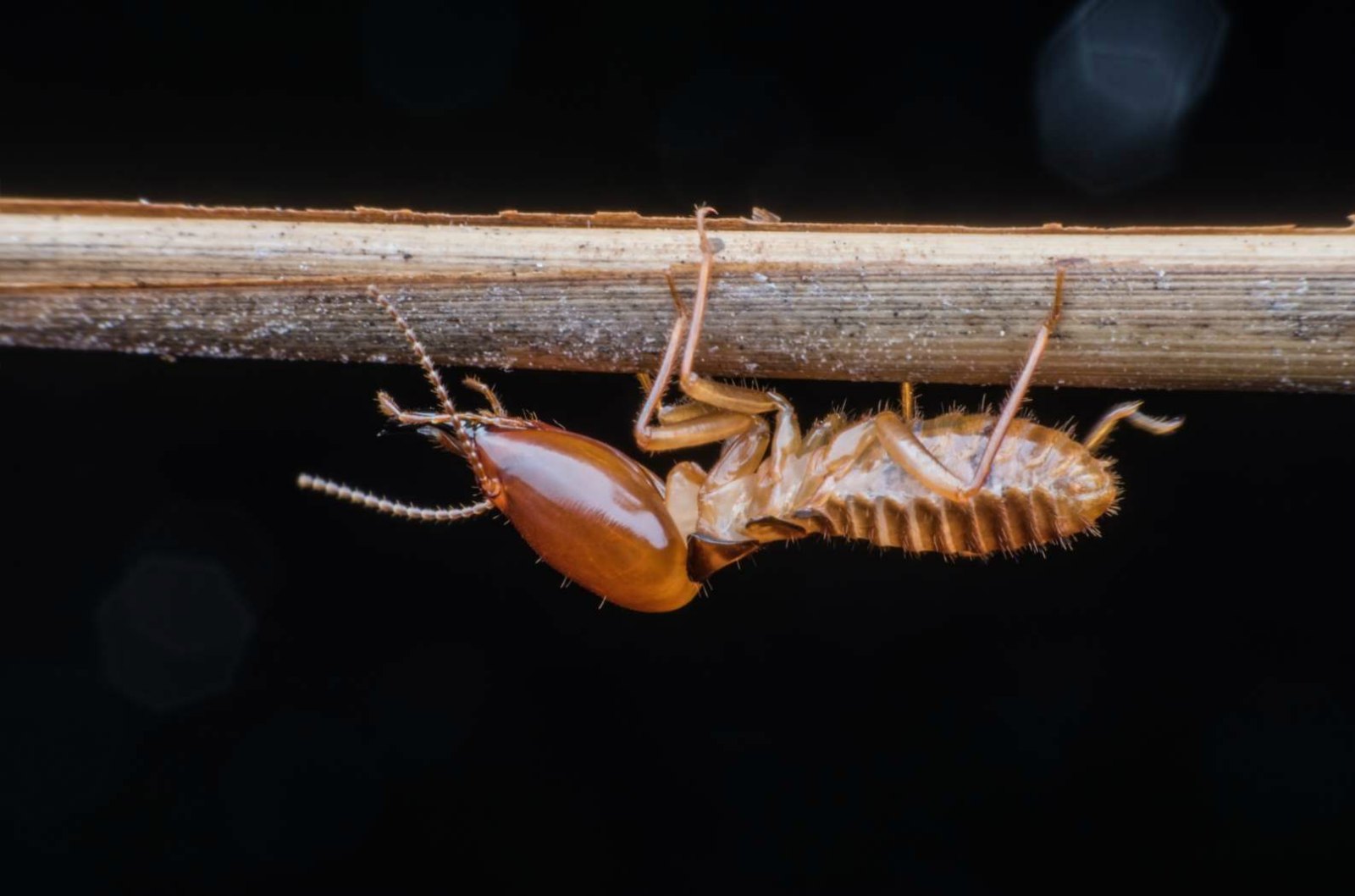 Pop-Up” Indicator Alerts Homeowners When Termites Are Near