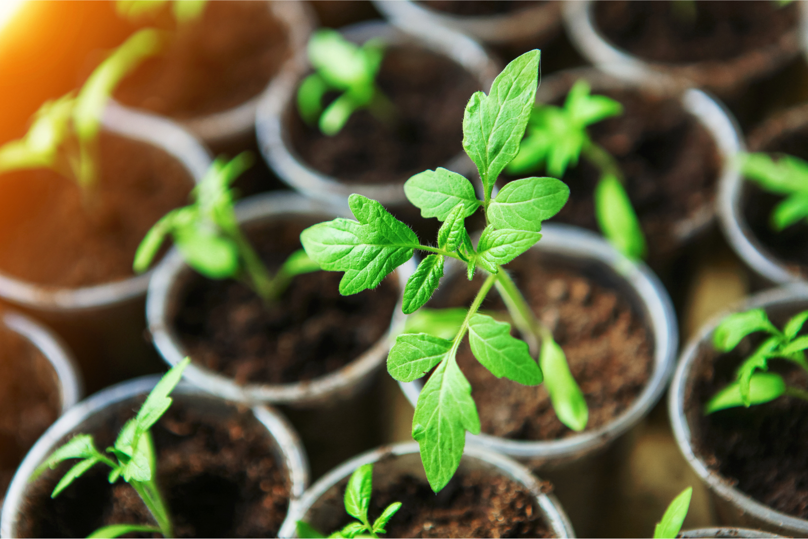 Next-Gen Breeding: A Rapid, Eco-Friendly Seed Solution