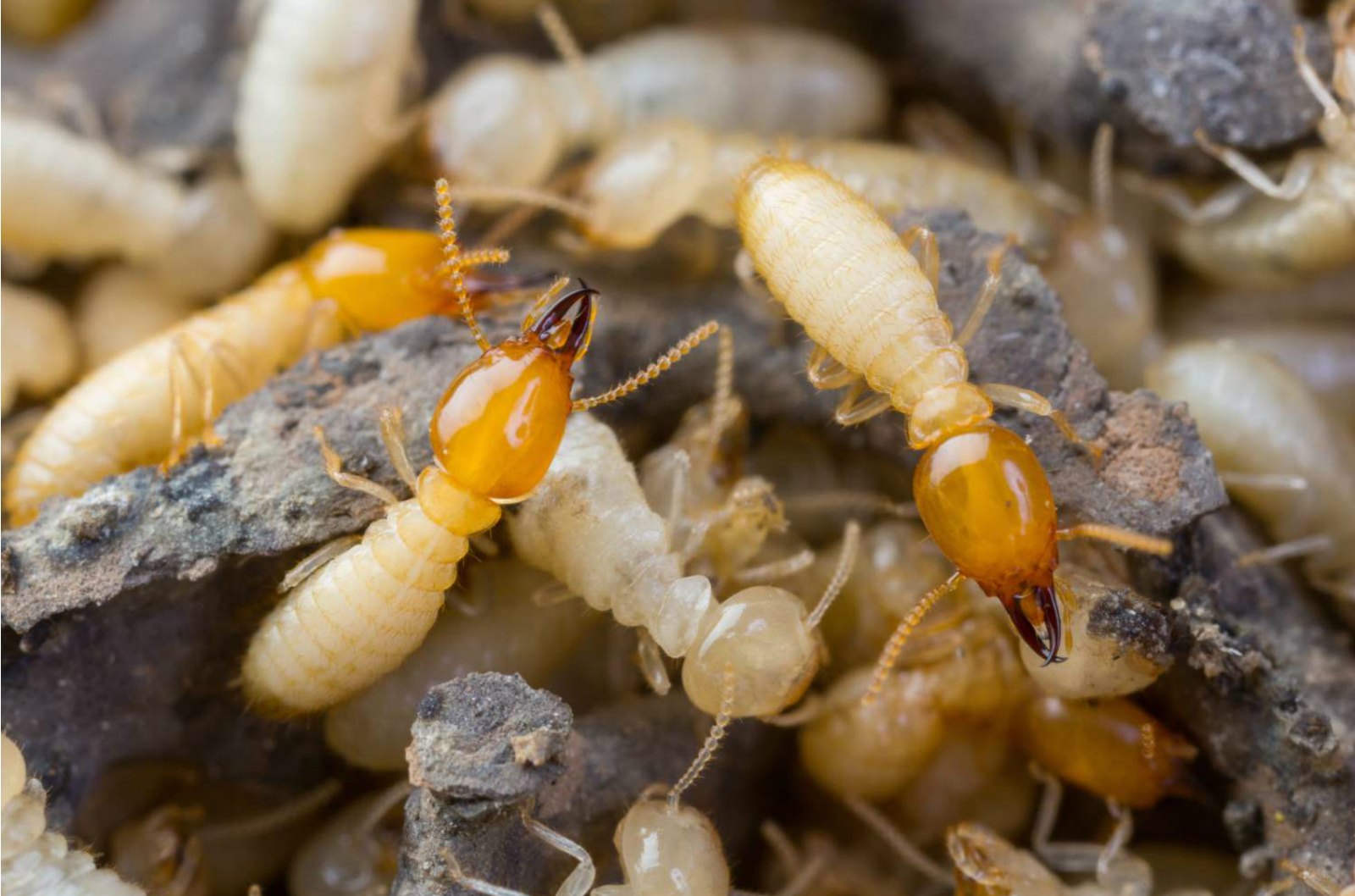 Termite Colony Elimination System: Termite Control Without Using Toxic Insecticides