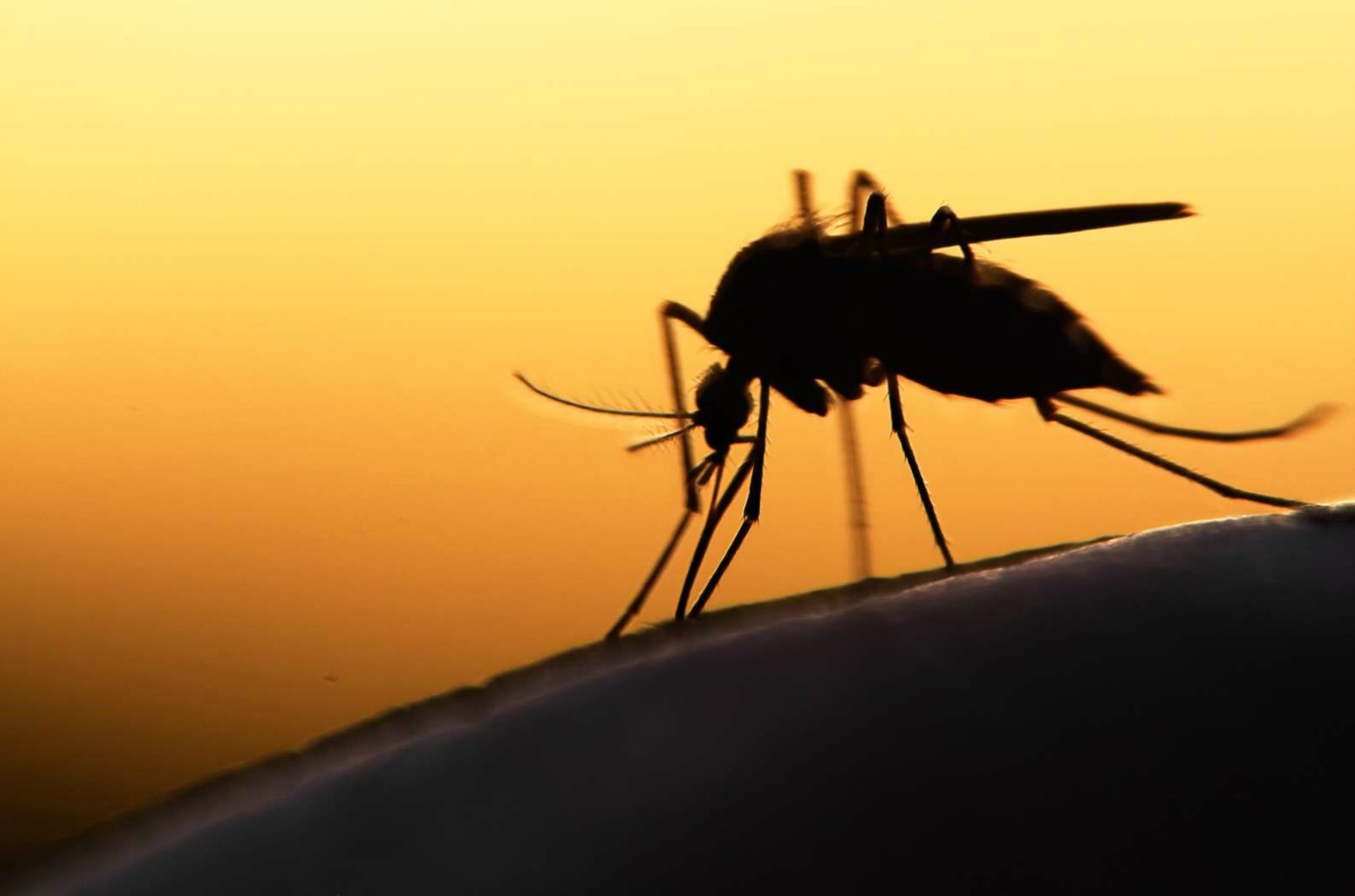 Transgenic Mosquito May Help Fight the Spread of Malaria 