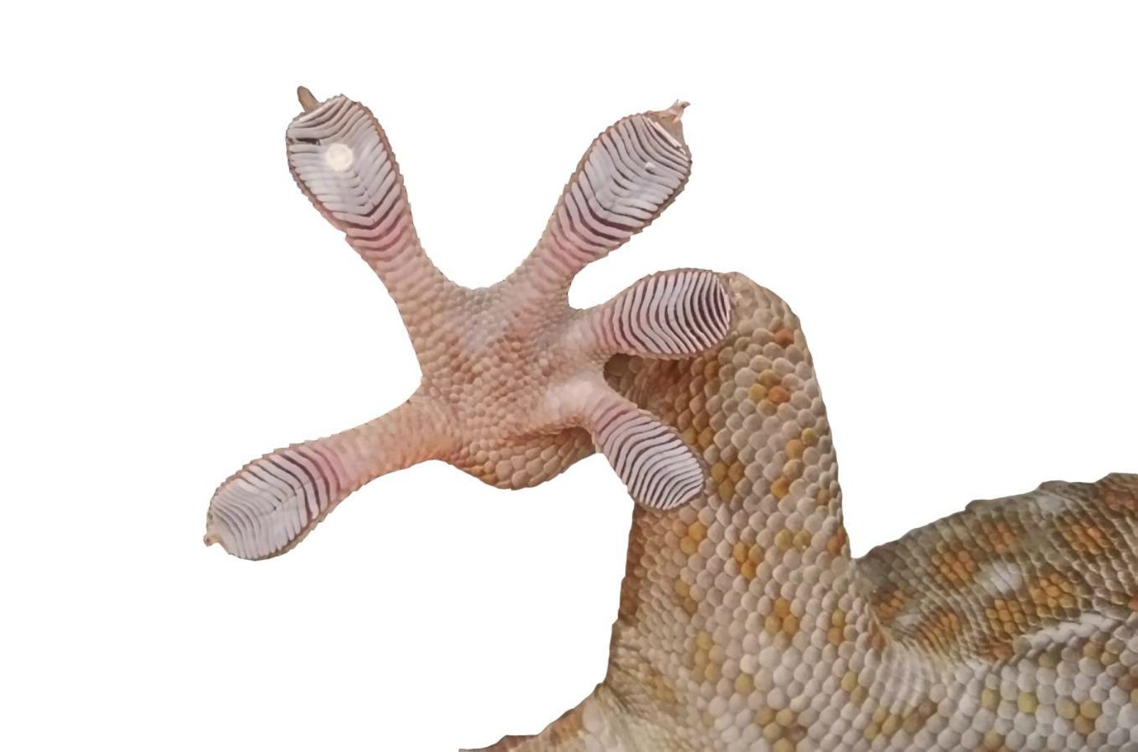 Wet/Dry Adhesive Mimics the Complex Structure of a Gecko’s Foot