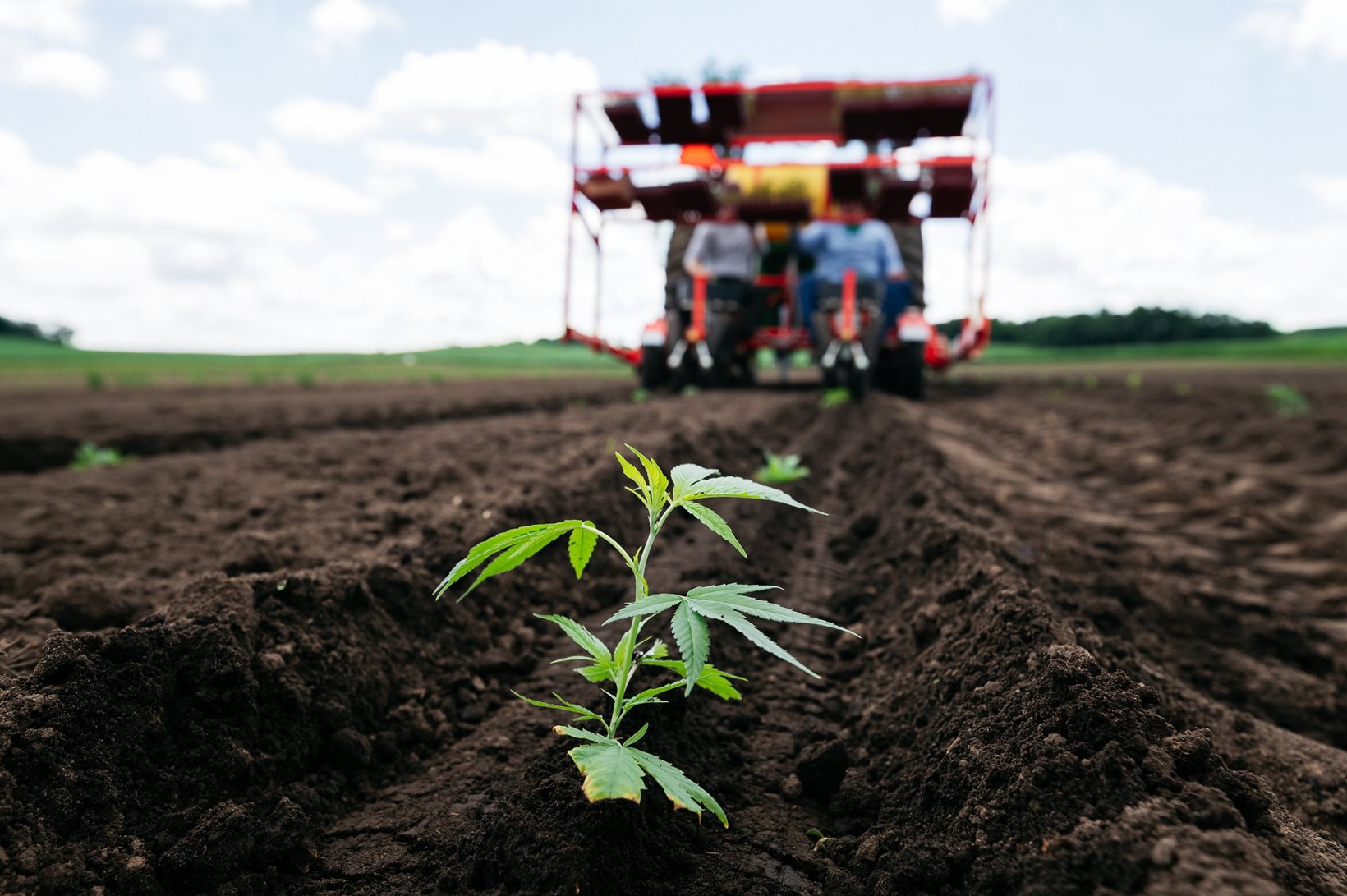 Calyxt's Precision Technology Harnesses the Power of Plants